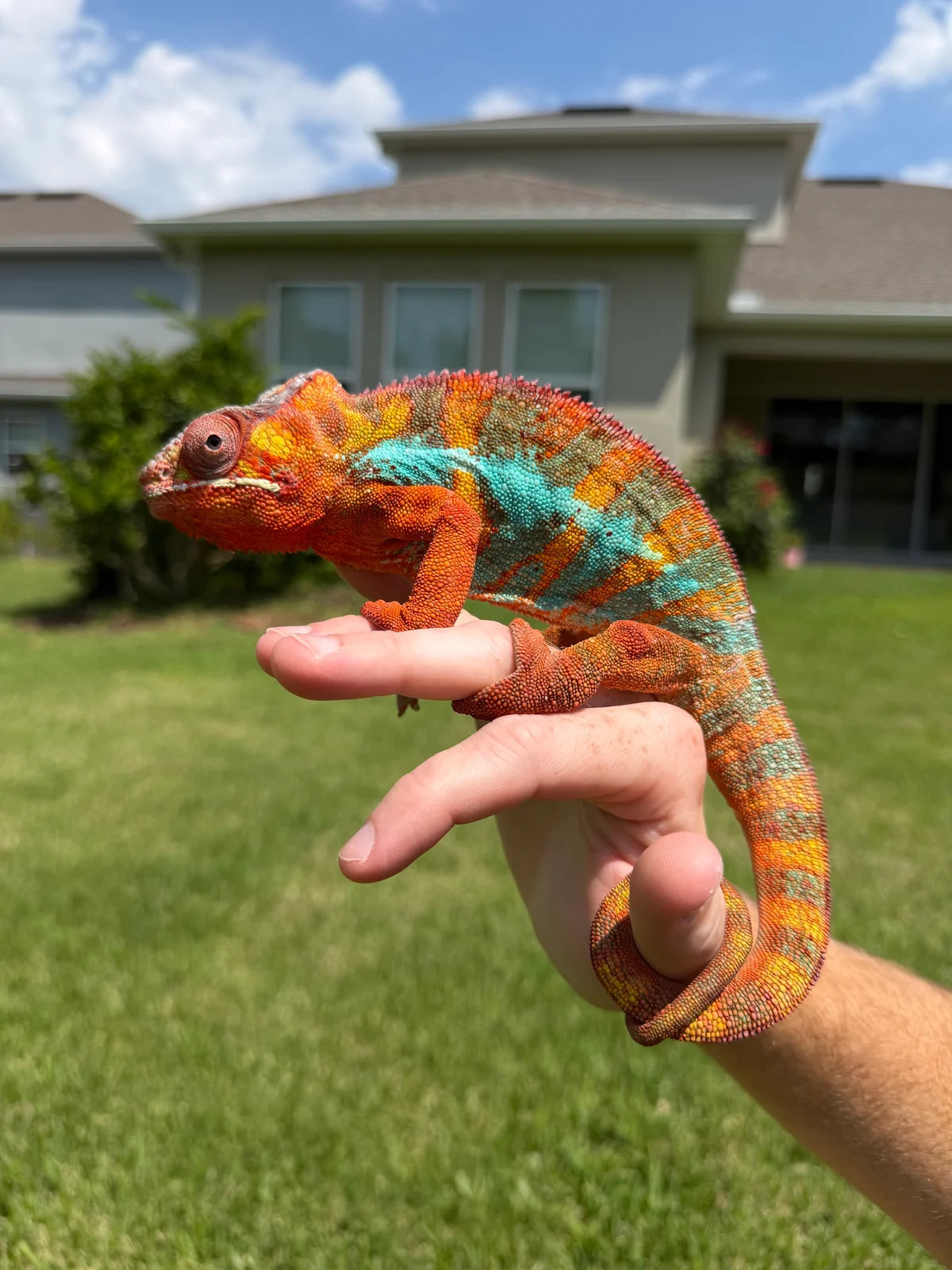 Houdini / Gygo, Ambilobe Panther Chameleon