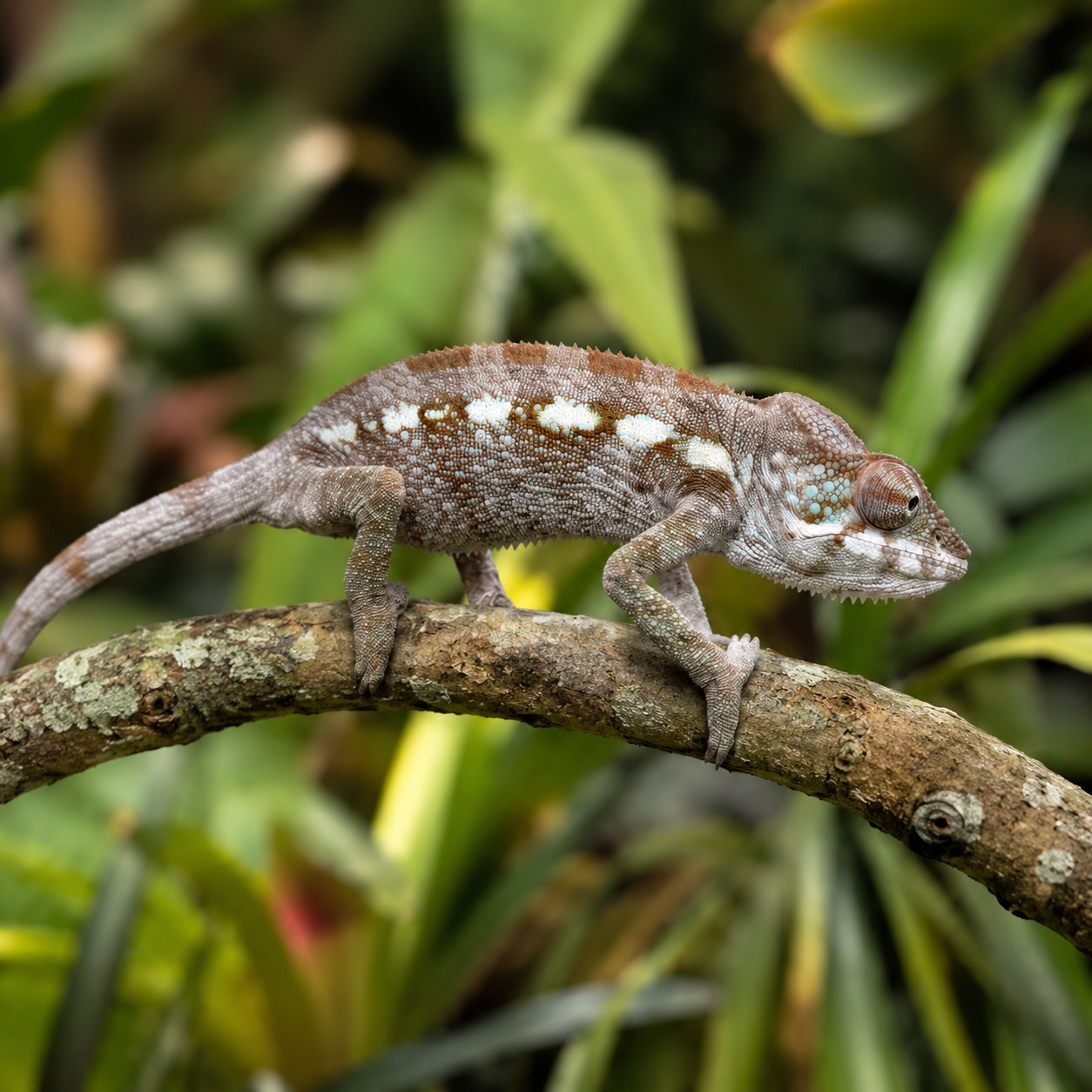 Ixchel, Cape East Ambilobe Panther Chameleon