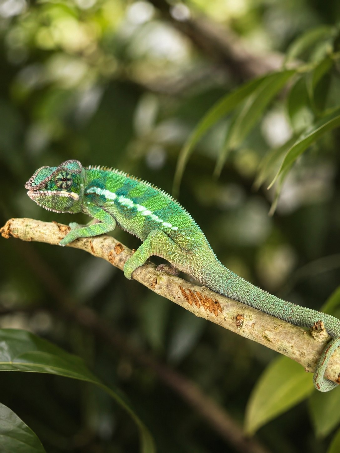 Koopa, Ankify Panther Chameleon