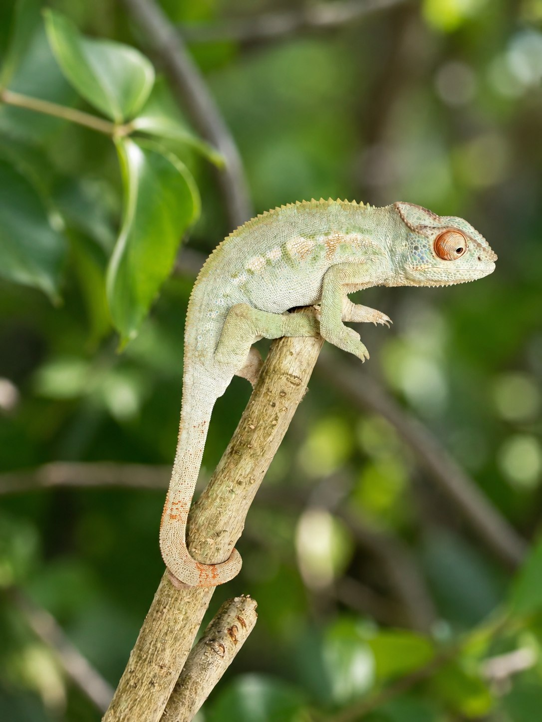 Peaches, Ambilobe Panther Chameleon