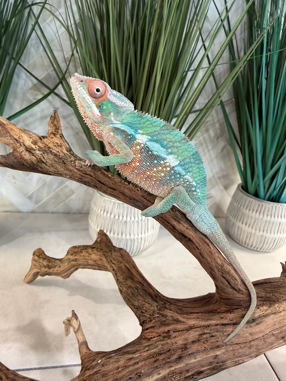A11, Ambilobe Panther Chameleon
