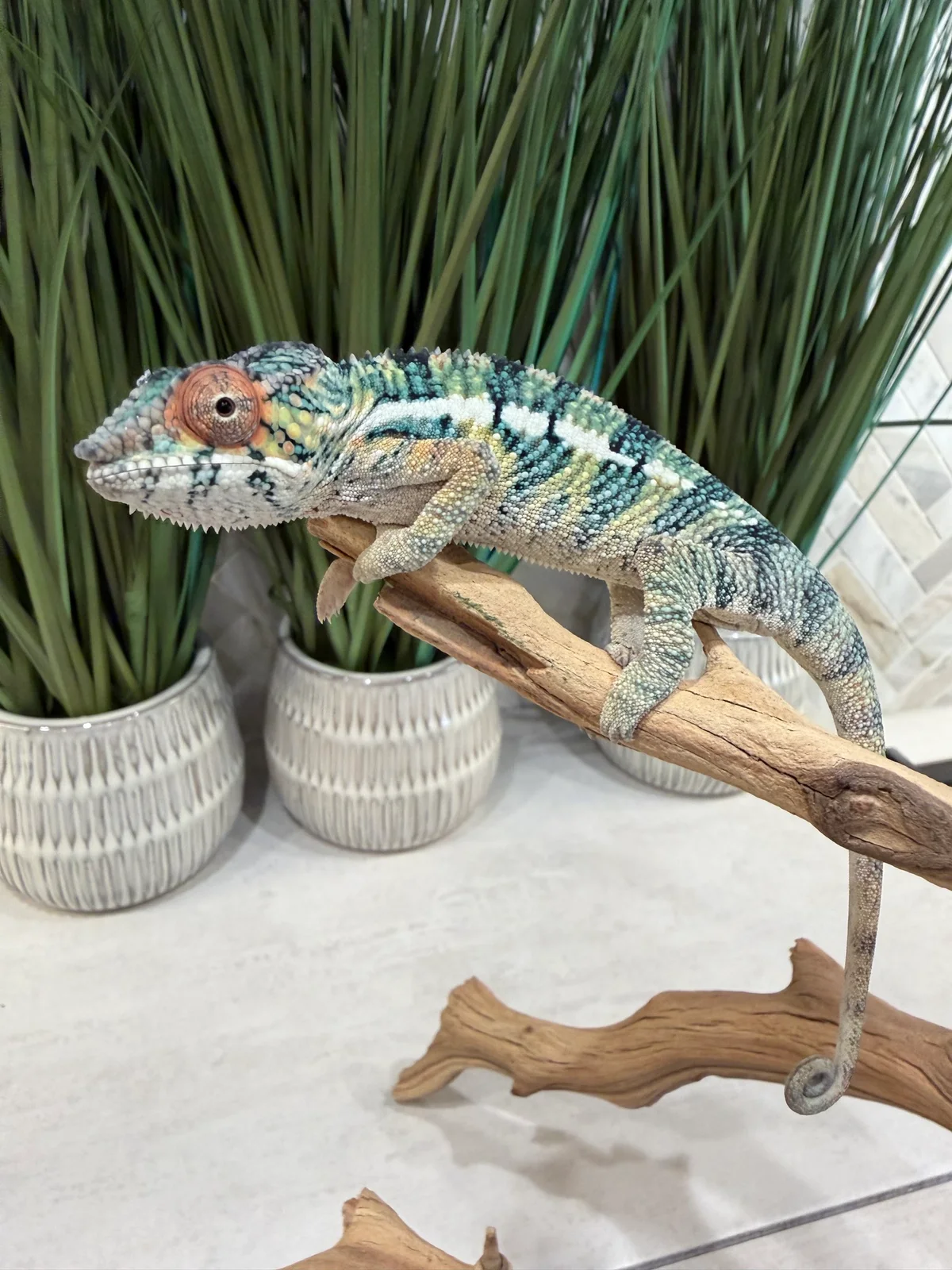 Morty, Ambilobe Panther Chameleon