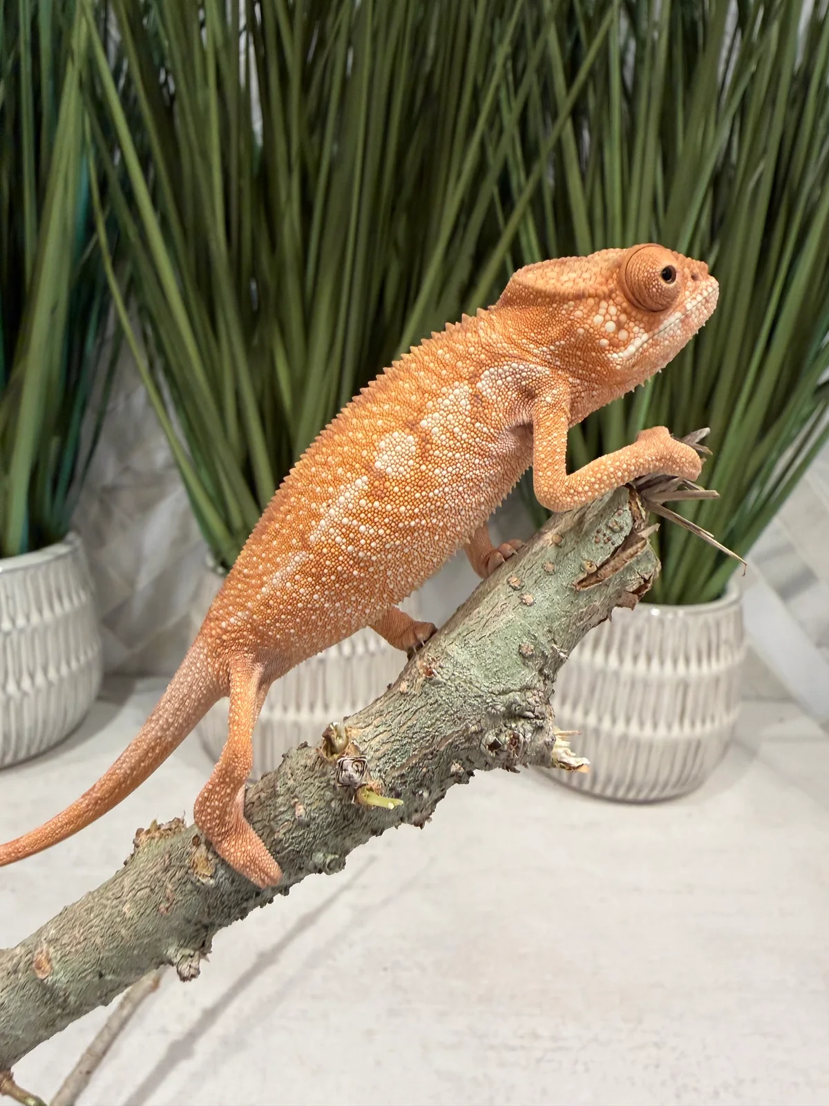 Mimosa, Ambilobe Panther Chameleon