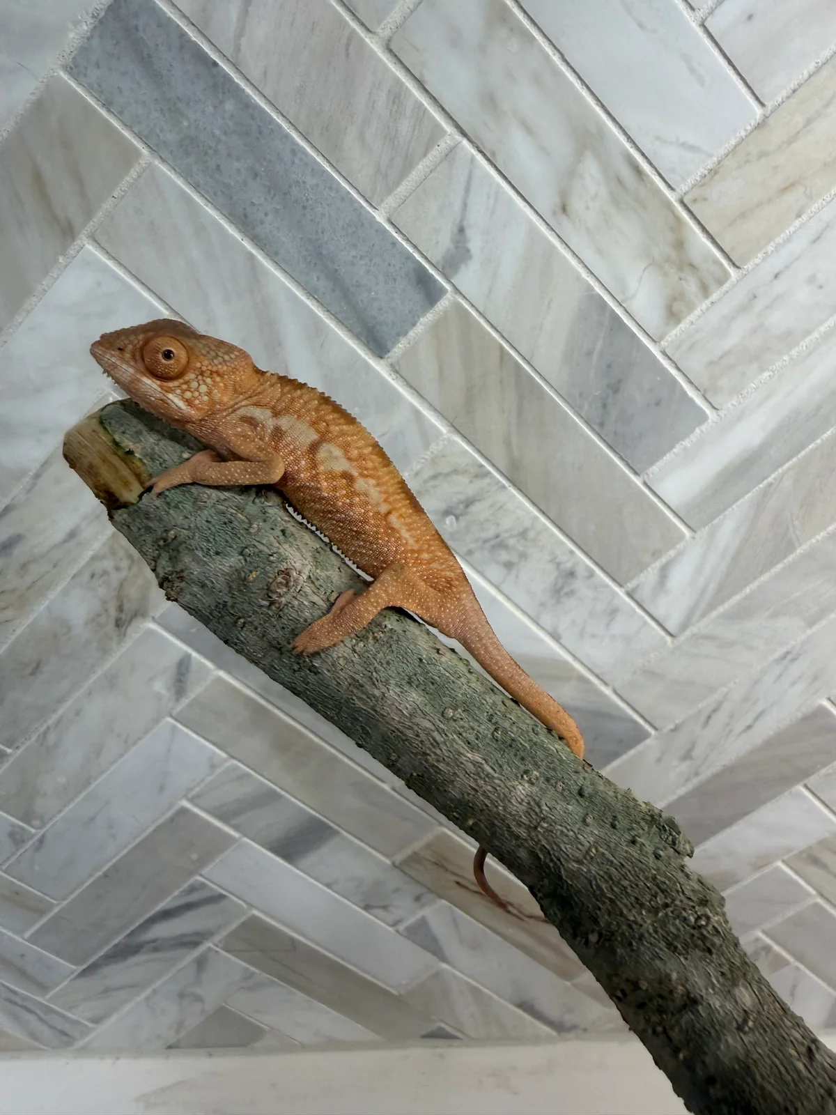 Coliapy, Ambilobe Panther Chameleon