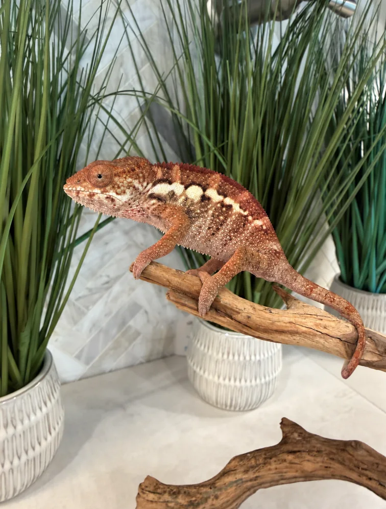 A23F, Ambilobe Panther Chameleon
