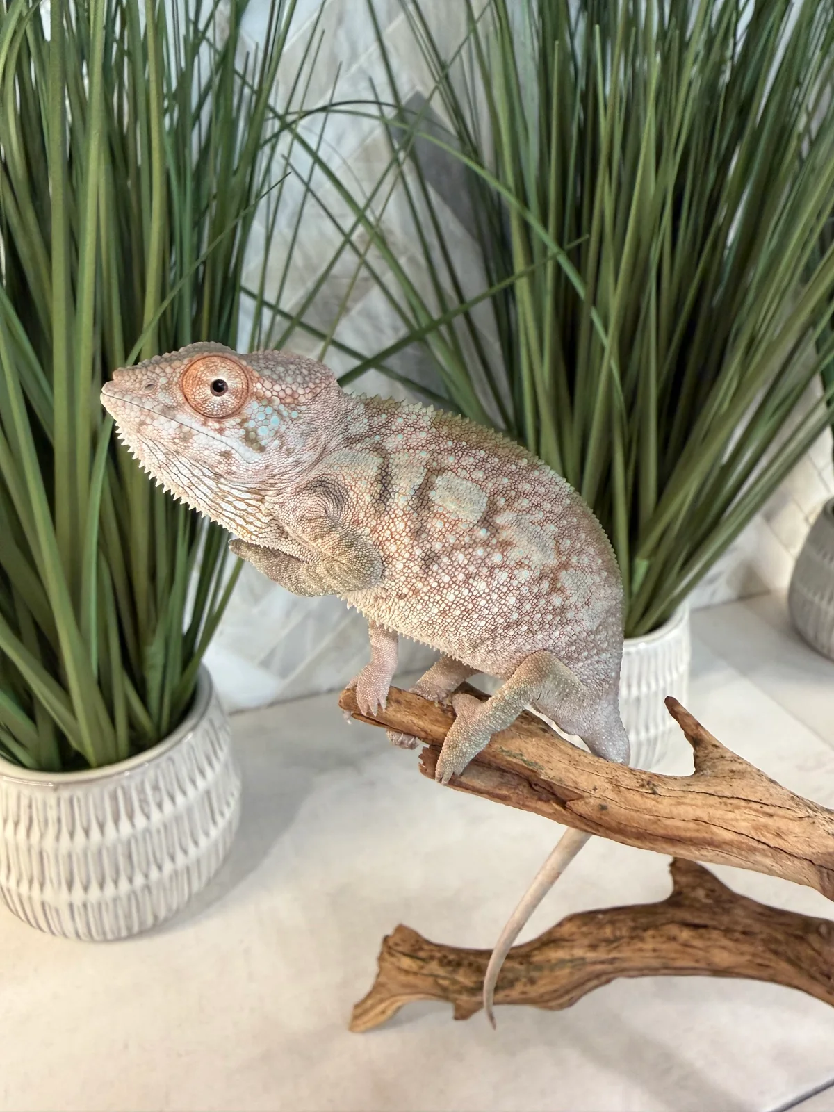 A24F, Ambilobe Panther Chameleon
