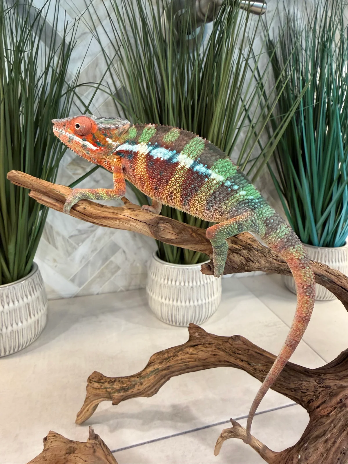 A4, Ambilobe Panther Chameleon