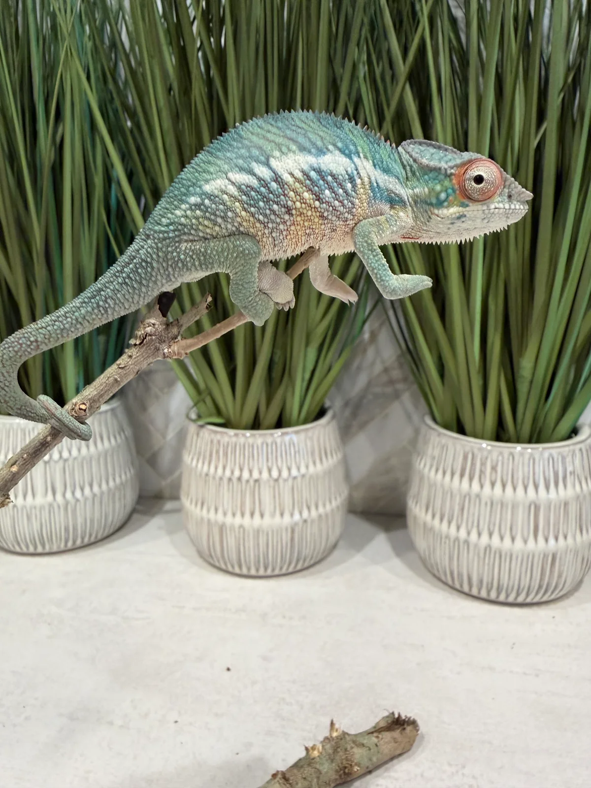 A5, Ambilobe Panther Chameleon