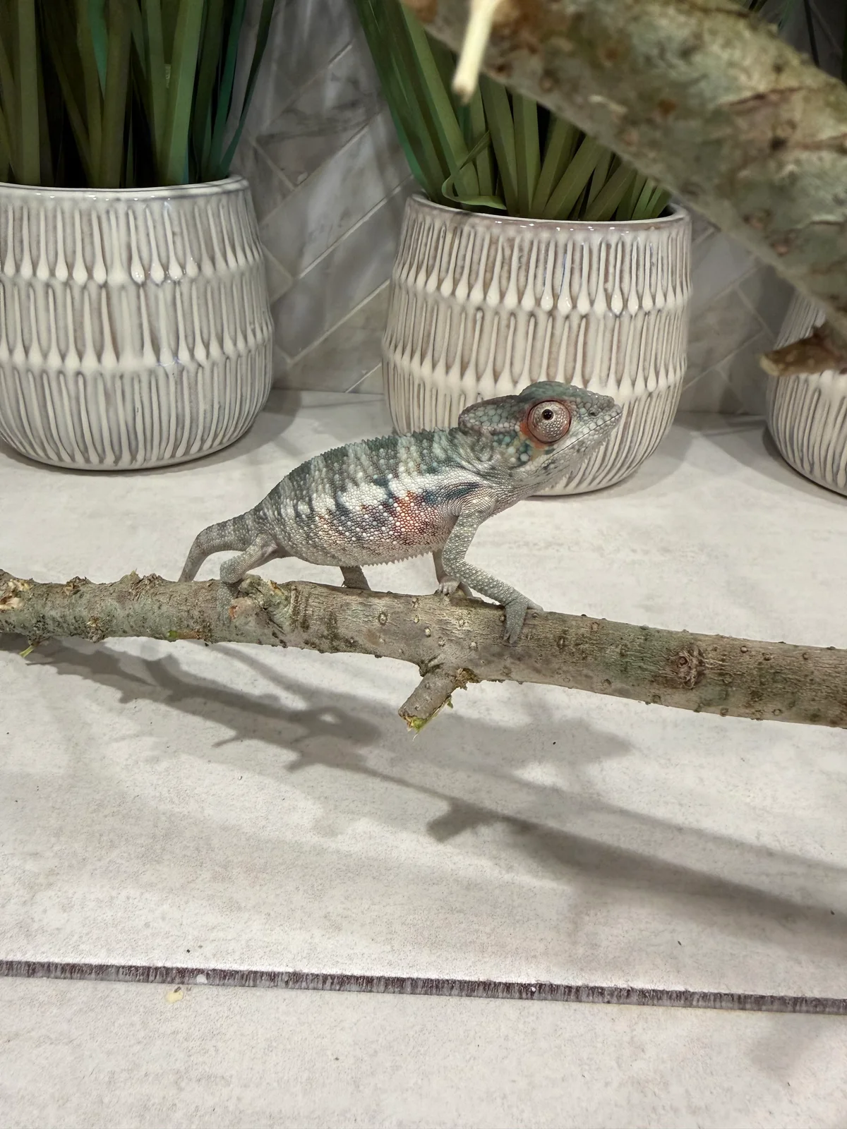 A7, Ambilobe Panther Chameleon
